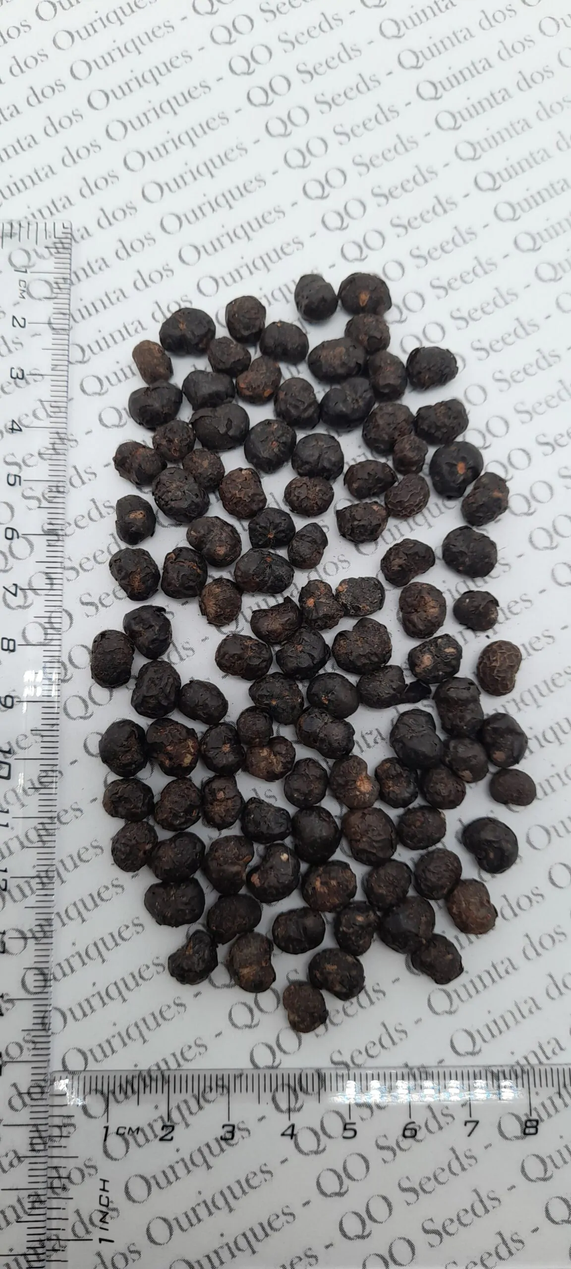 Trachycarpus fortunei 'Naini Tal' - Chusan Palm - Image 8