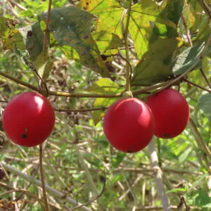 Trichosanthes tricuspidata - Bitter Snake Gourd, Redball Gourd, Red Indrayan