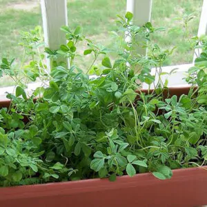 Trigonella foenum-graecum - Fenugreek, Knapsack