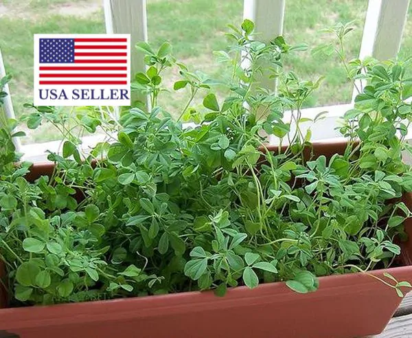Trigonella foenum-graecum - Fenugreek, Knapsack - Image 4