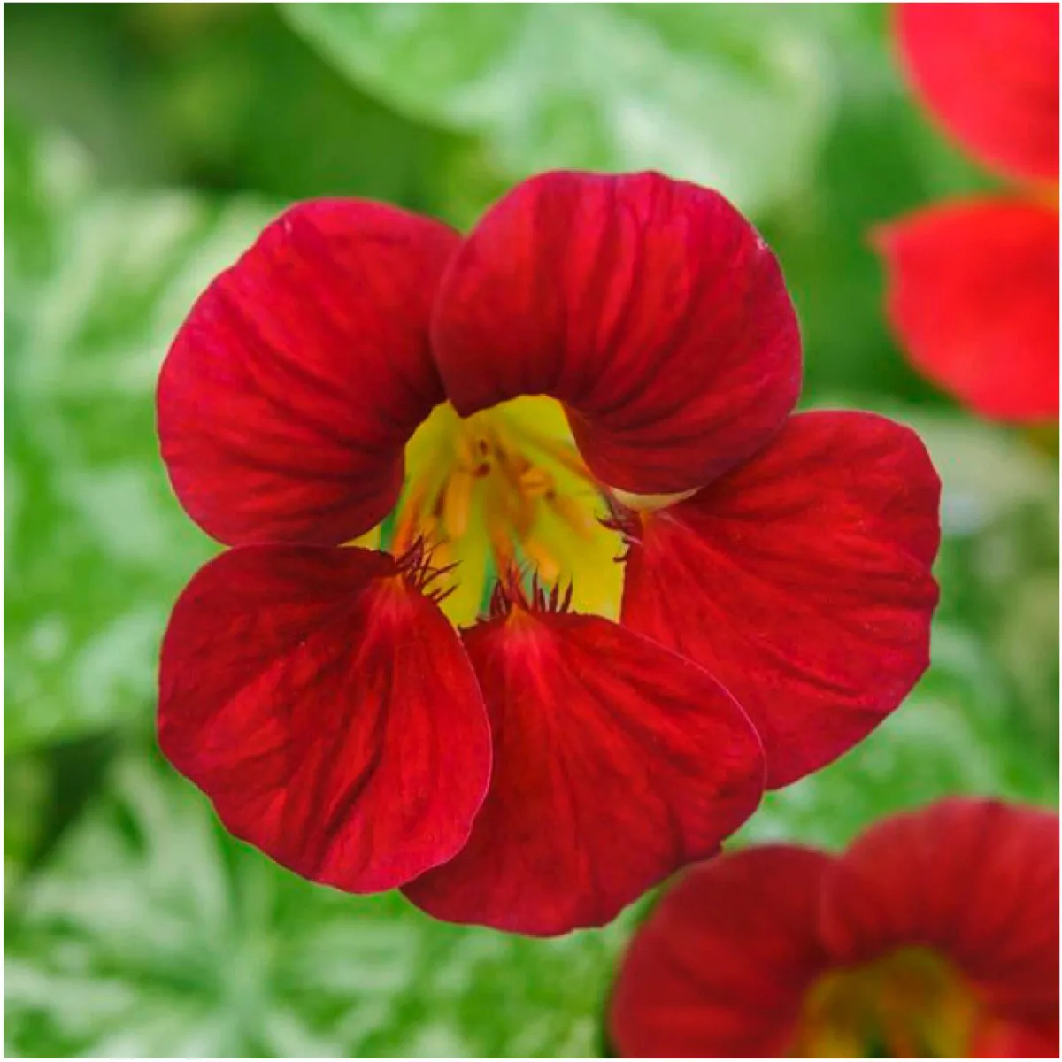 Tropaeolum majus Single Red -