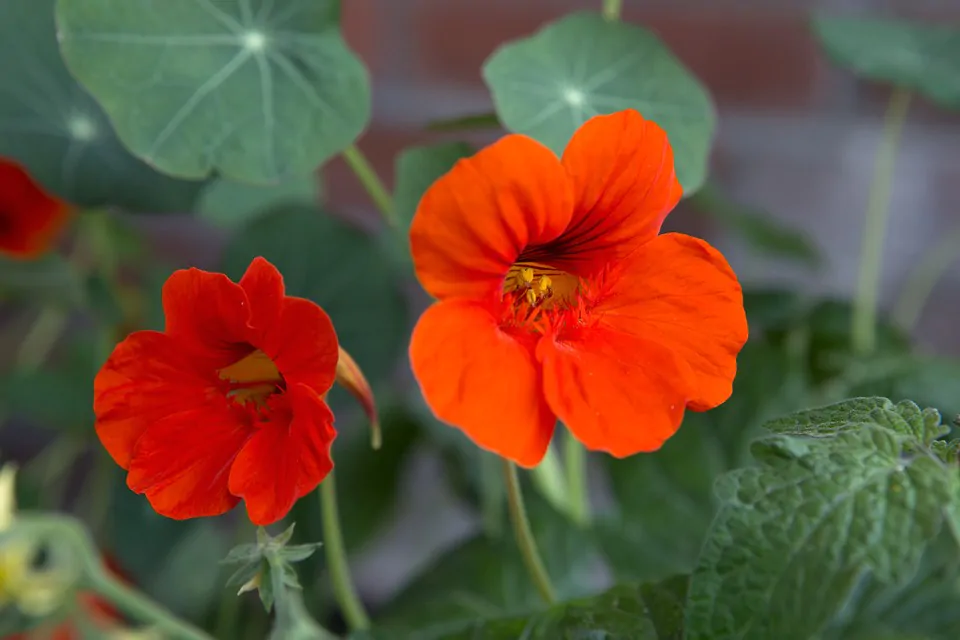 Tropaeolum majus Single Red - - Image 2