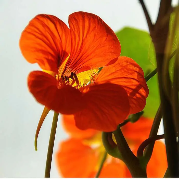 Tropaeolum majus Single Red - - Image 3