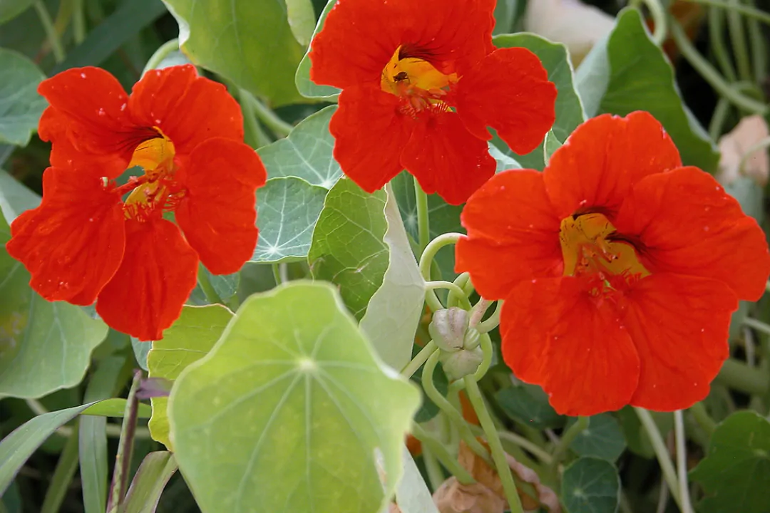 Tropaeolum majus Single Red - - Image 4