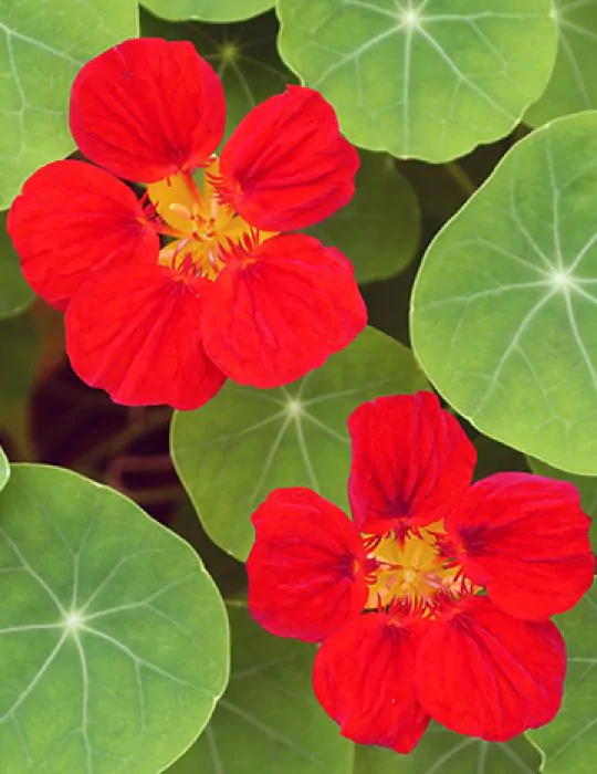 Tropaeolum majus Single Red - - Image 5