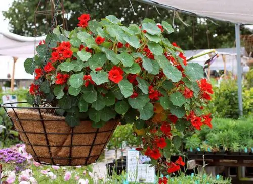 Tropaeolum majus Single Red - - Image 8