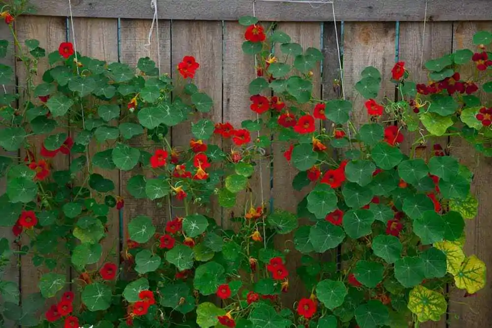 Tropaeolum majus Single Red - - Image 10