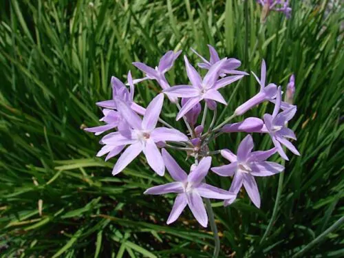 Tulbaghia violacea - Society Garlic - Image 2