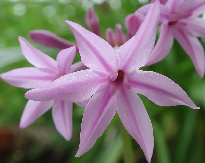 Tulbaghia violacea - Society Garlic - Image 4