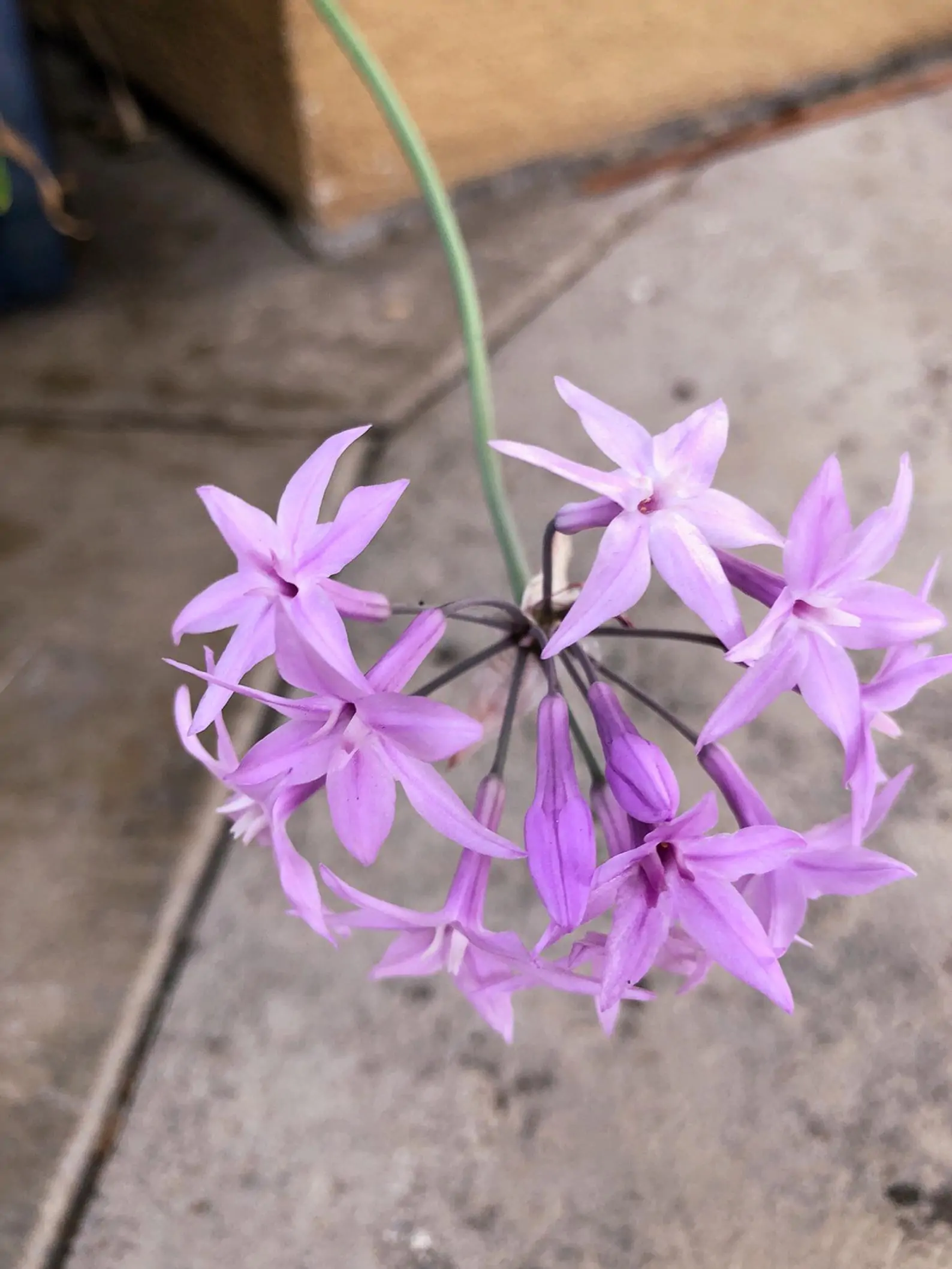 Tulbaghia violacea - Society Garlic - Image 5