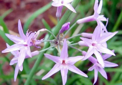 Tulbaghia violacea - Society Garlic - Image 7