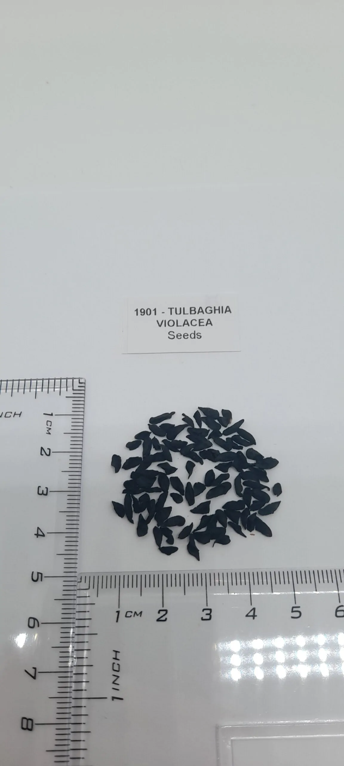 Tulbaghia violacea - Society Garlic - Image 9