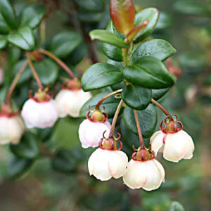 Ugni molinae - Murta, Murtilla, Chilean Guava, Strawberry Myrtle, Ugniberry, Tazziberry, Chilean Cranberry, Goiaba Chilena