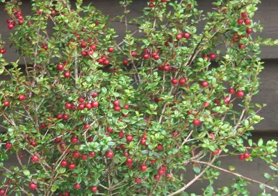 Ugni molinae - Murta, Murtilla, Chilean Guava, Strawberry Myrtle, Ugniberry, Tazziberry, Chilean Cranberry, Goiaba Chilena - Image 5
