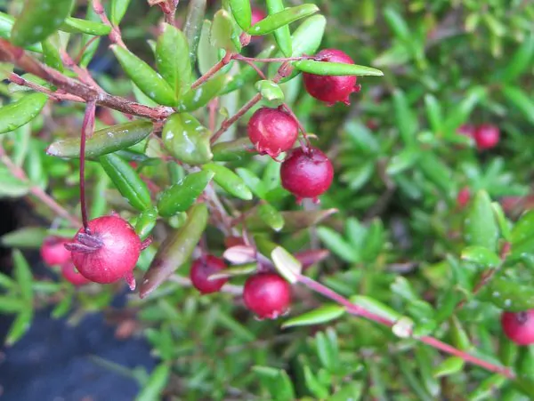 Ugni molinae - Murta, Murtilla, Chilean Guava, Strawberry Myrtle, Ugniberry, Tazziberry, Chilean Cranberry, Goiaba Chilena - Image 8