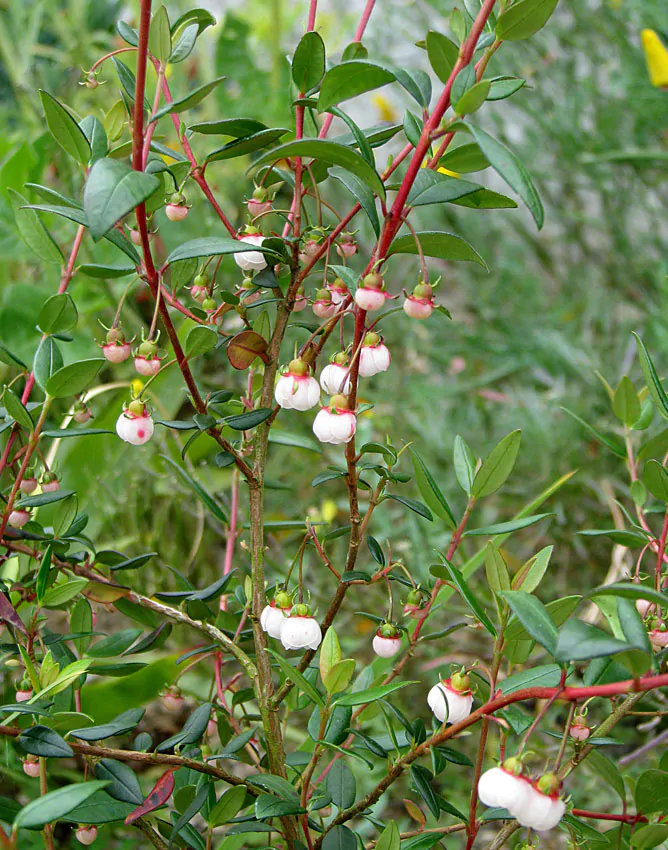 Ugni molinae - Murta, Murtilla, Chilean Guava, Strawberry Myrtle, Ugniberry, Tazziberry, Chilean Cranberry, Goiaba Chilena - Image 10