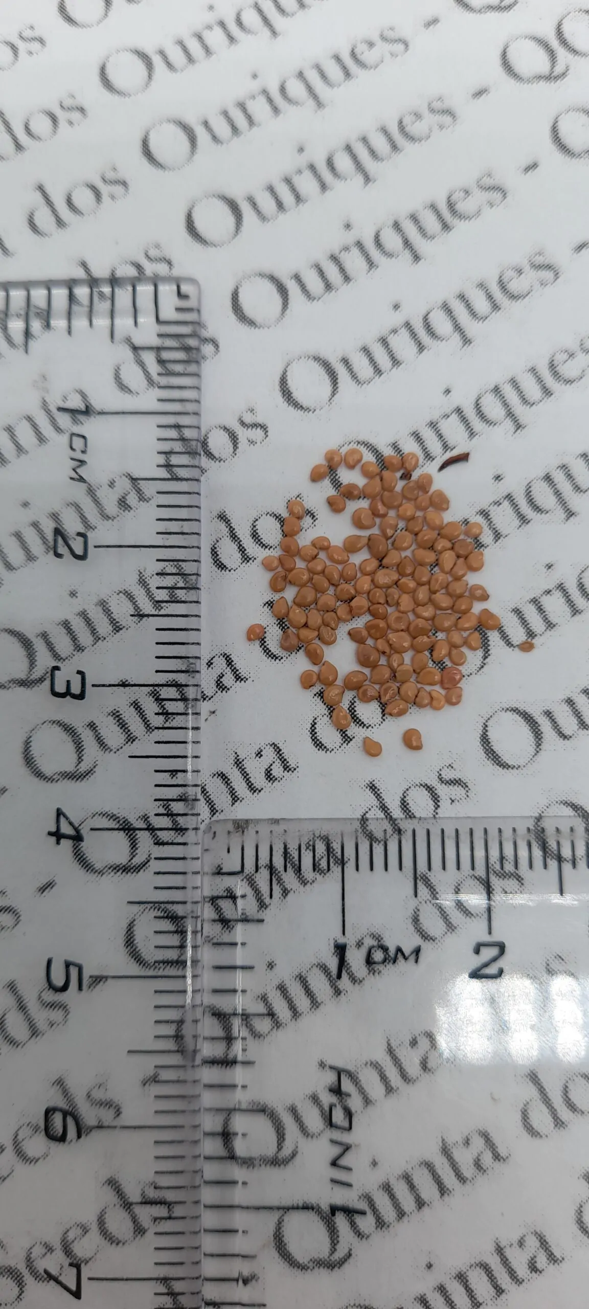 Ugni molinae - Murta, Murtilla, Chilean Guava, Strawberry Myrtle, Ugniberry, Tazziberry, Chilean Cranberry, Goiaba Chilena - Image 11