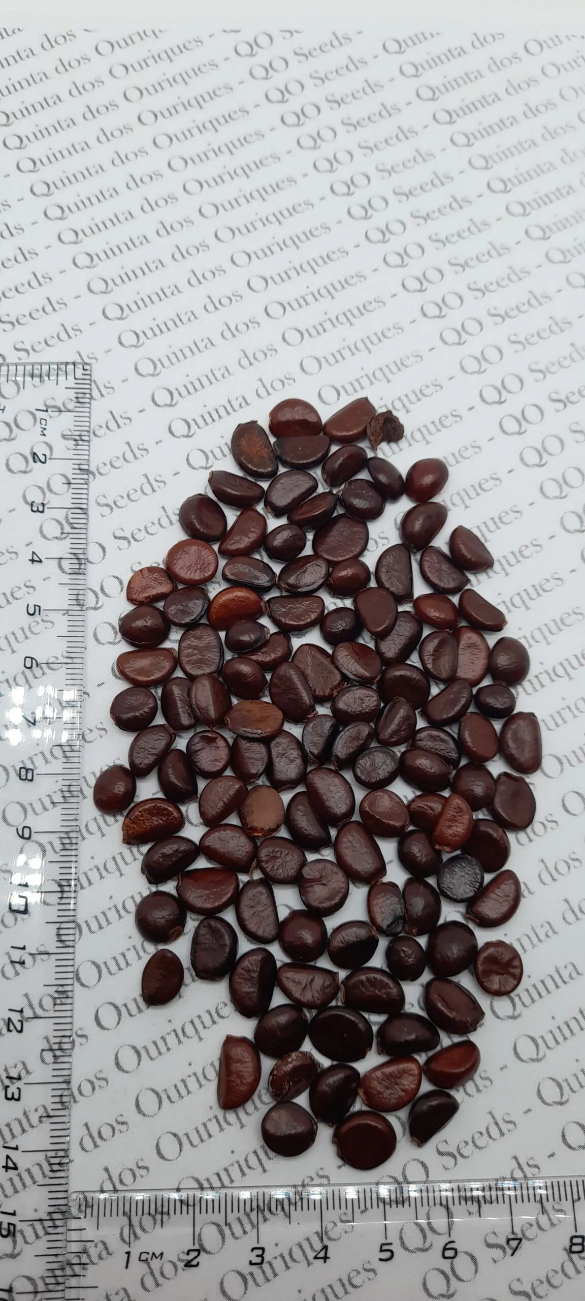 Uvaria littoralis - Uvaria Cordata, Uvaria Macrophylla - Image 2