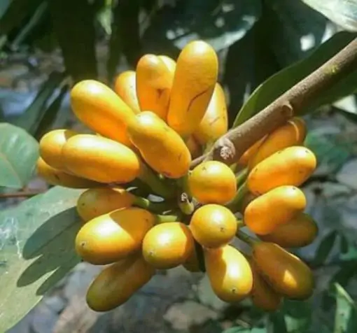 Uvaria littoralis - Uvaria Cordata, Uvaria Macrophylla