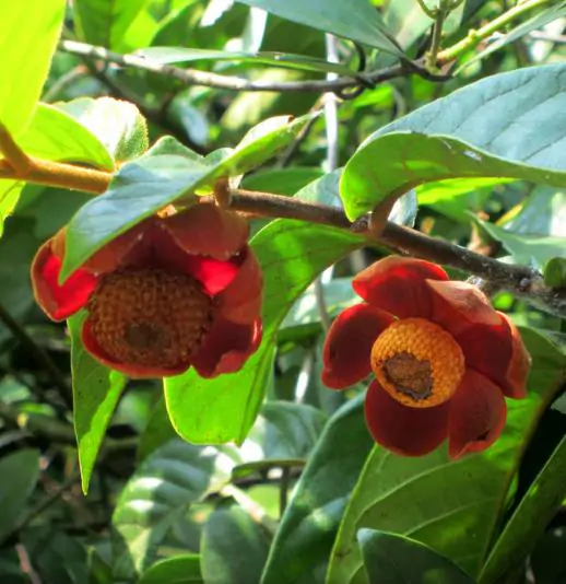 Uvaria littoralis - Uvaria Cordata, Uvaria Macrophylla - Image 3