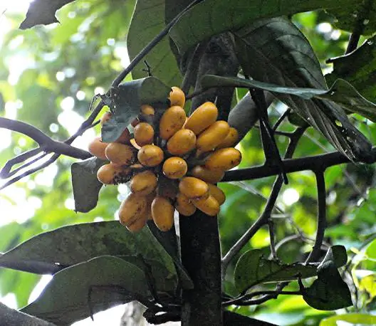 Uvaria littoralis - Uvaria Cordata, Uvaria Macrophylla - Image 4