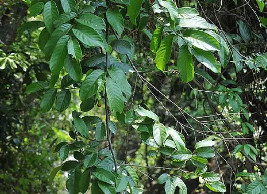 Uvaria littoralis - Uvaria Cordata, Uvaria Macrophylla - Image 5