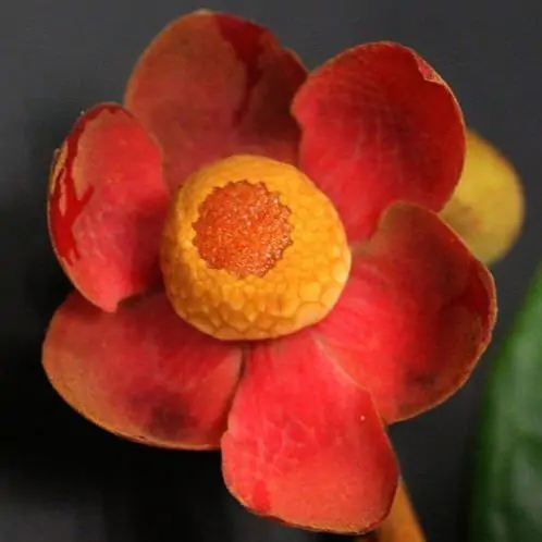 Uvaria littoralis - Uvaria Cordata, Uvaria Macrophylla - Image 6