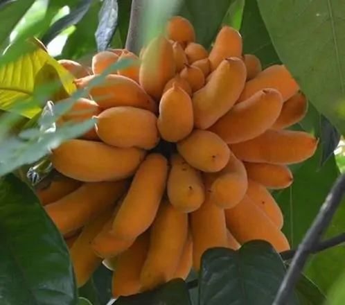 Uvaria littoralis - Uvaria Cordata, Uvaria Macrophylla - Image 7