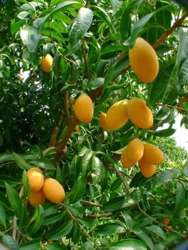 Uvaria littoralis - Uvaria Cordata, Uvaria Macrophylla - Image 8