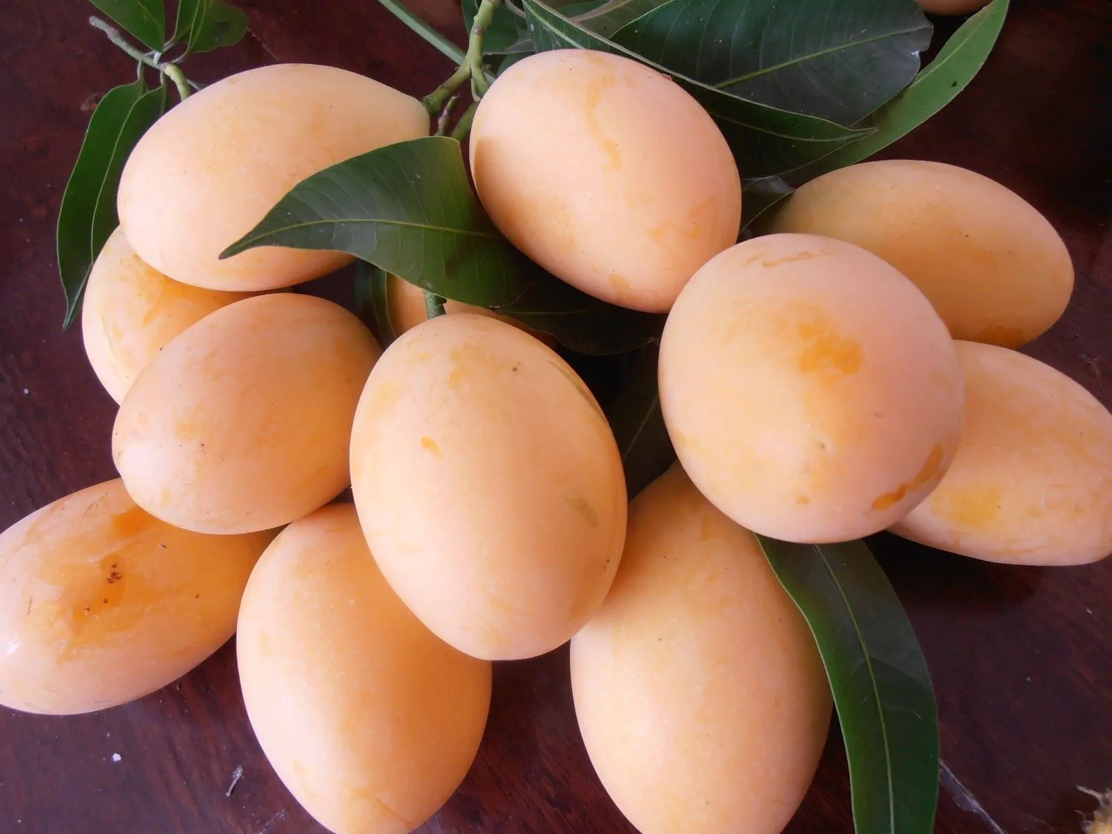 Uvaria littoralis - Uvaria Cordata, Uvaria Macrophylla - Image 9