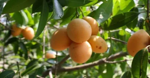 Uvaria littoralis - Uvaria Cordata, Uvaria Macrophylla - Image 10