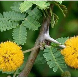 Vachellia farnesiana / Acacia farnesiana / Mimosa farnesiana - Sweet Acacia, Huisache, Needle Bush