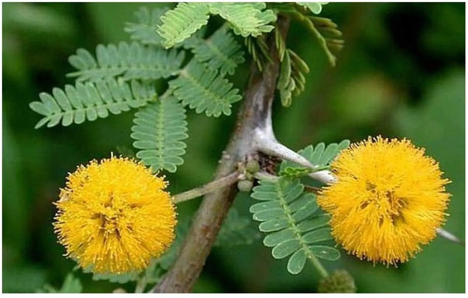 Vachellia farnesiana / Acacia farnesiana / Mimosa farnesiana - Sweet Acacia, Huisache, Needle Bush