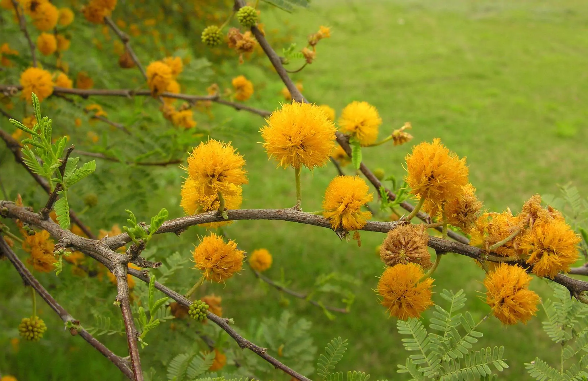 Vachellia farnesiana / Acacia farnesiana / Mimosa farnesiana - Sweet Acacia, Huisache, Needle Bush - Image 7