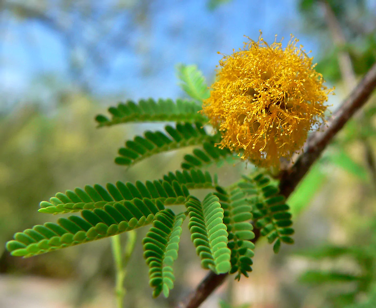 Vachellia farnesiana / Acacia farnesiana / Mimosa farnesiana - Sweet Acacia, Huisache, Needle Bush - Image 9