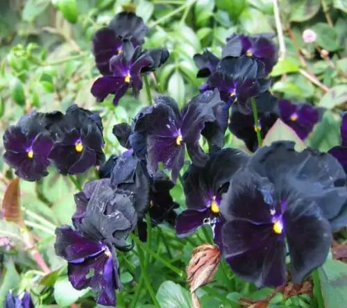 Viola x Wittrockiana ‘Clear Crystals Black’ - Perfect Love Black Crystals, Black Perfect Love - Image 4
