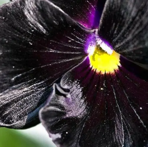 Viola x Wittrockiana ‘Clear Crystals Black’ - Perfect Love Black Crystals, Black Perfect Love - Image 6