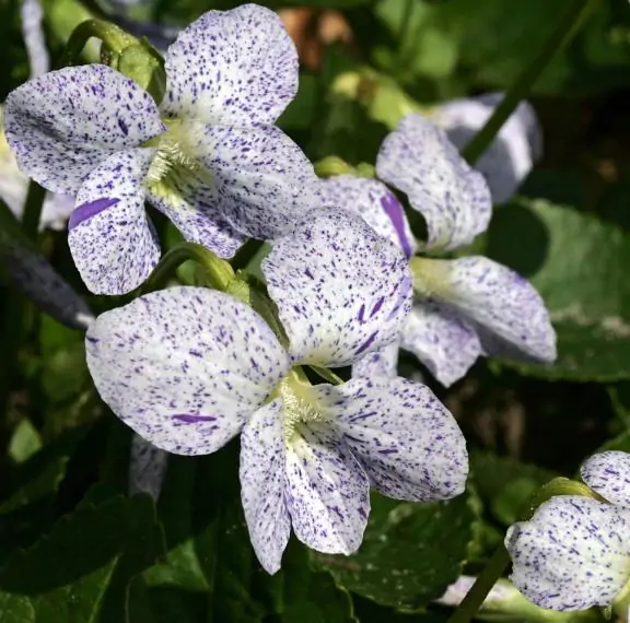 Viola sororia 'Freckles' - Carijó violet, freckle violet, freckles viola, freckles viola, pansy carijó, Woolly Blue Violet, Sister Violet - Image 3