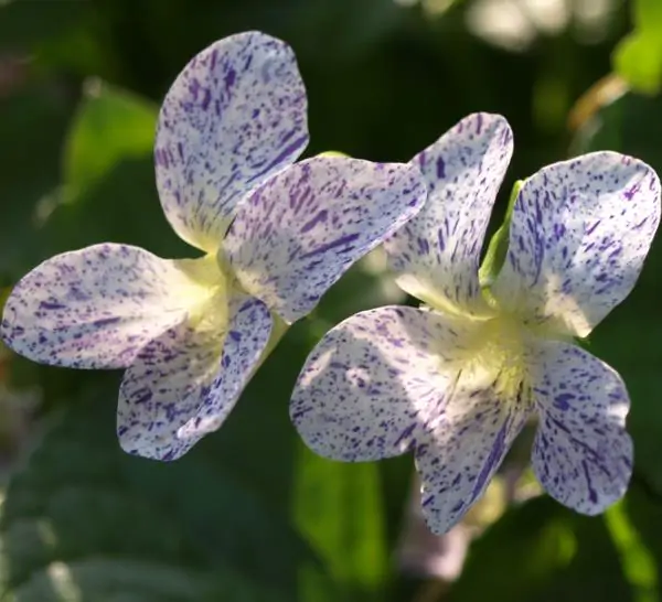 Viola sororia 'Freckles' - Carijó violet, freckle violet, freckles viola, freckles viola, pansy carijó, Woolly Blue Violet, Sister Violet - Image 4