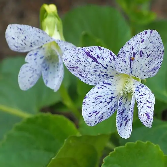 Viola sororia 'Freckles' - Carijó violet, freckle violet, freckles viola, freckles viola, pansy carijó, Woolly Blue Violet, Sister Violet - Image 5