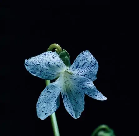 Viola sororia 'Freckles' - Carijó violet, freckle violet, freckles viola, freckles viola, pansy carijó, Woolly Blue Violet, Sister Violet - Image 6
