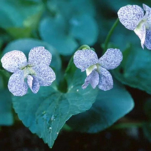 Viola sororia 'Freckles' - Carijó violet, freckle violet, freckles viola, freckles viola, pansy carijó, Woolly Blue Violet, Sister Violet - Image 8