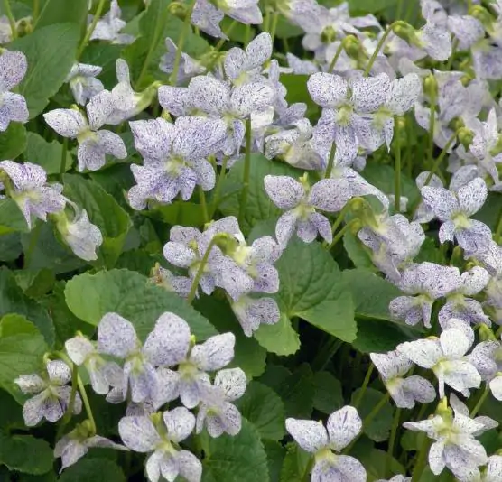 Viola sororia 'Freckles' - Carijó violet, freckle violet, freckles viola, freckles viola, pansy carijó, Woolly Blue Violet, Sister Violet - Image 9
