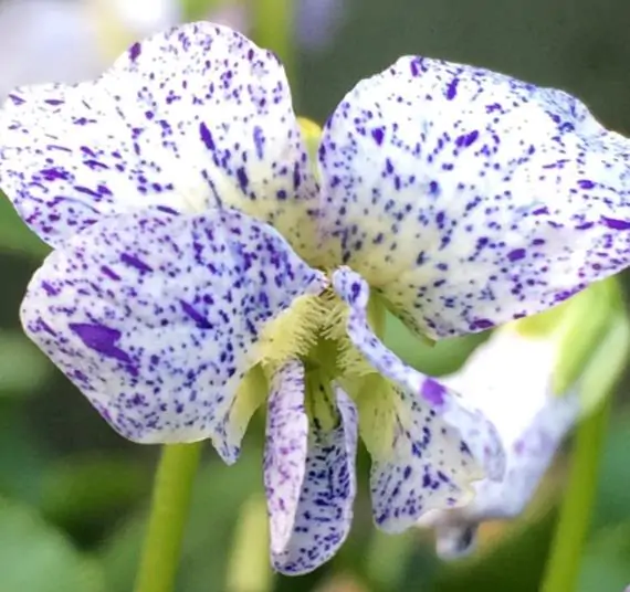 Viola sororia 'Freckles' - Carijó violet, freckle violet, freckles viola, freckles viola, pansy carijó, Woolly Blue Violet, Sister Violet - Image 10