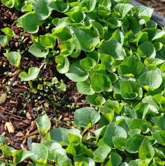 Viola sororia 'Freckles' - Carijó violet, freckle violet, freckles viola, freckles viola, pansy carijó, Woolly Blue Violet, Sister Violet - Image 11