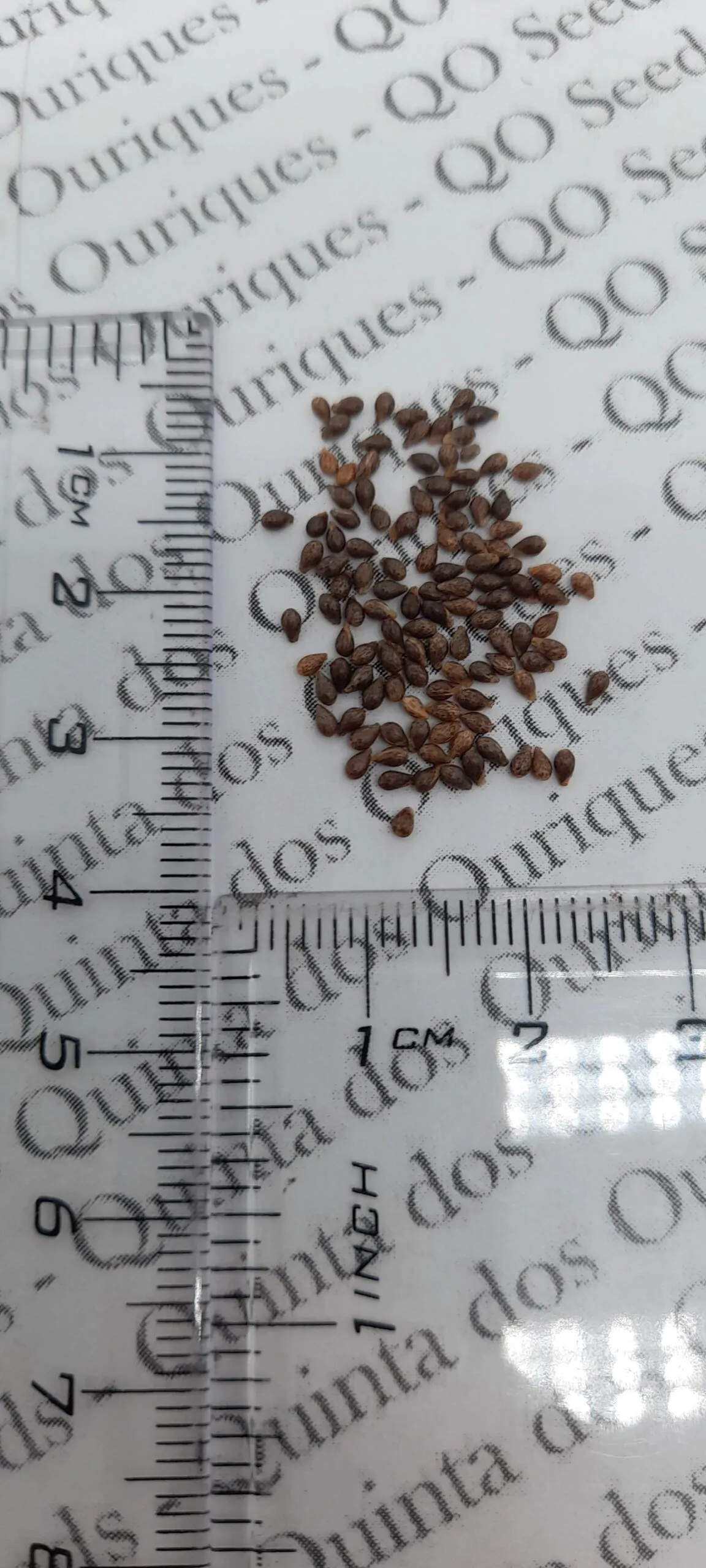 Viola sororia 'Freckles' - Carijó violet, freckle violet, freckles viola, freckles viola, pansy carijó, Woolly Blue Violet, Sister Violet - Image 13