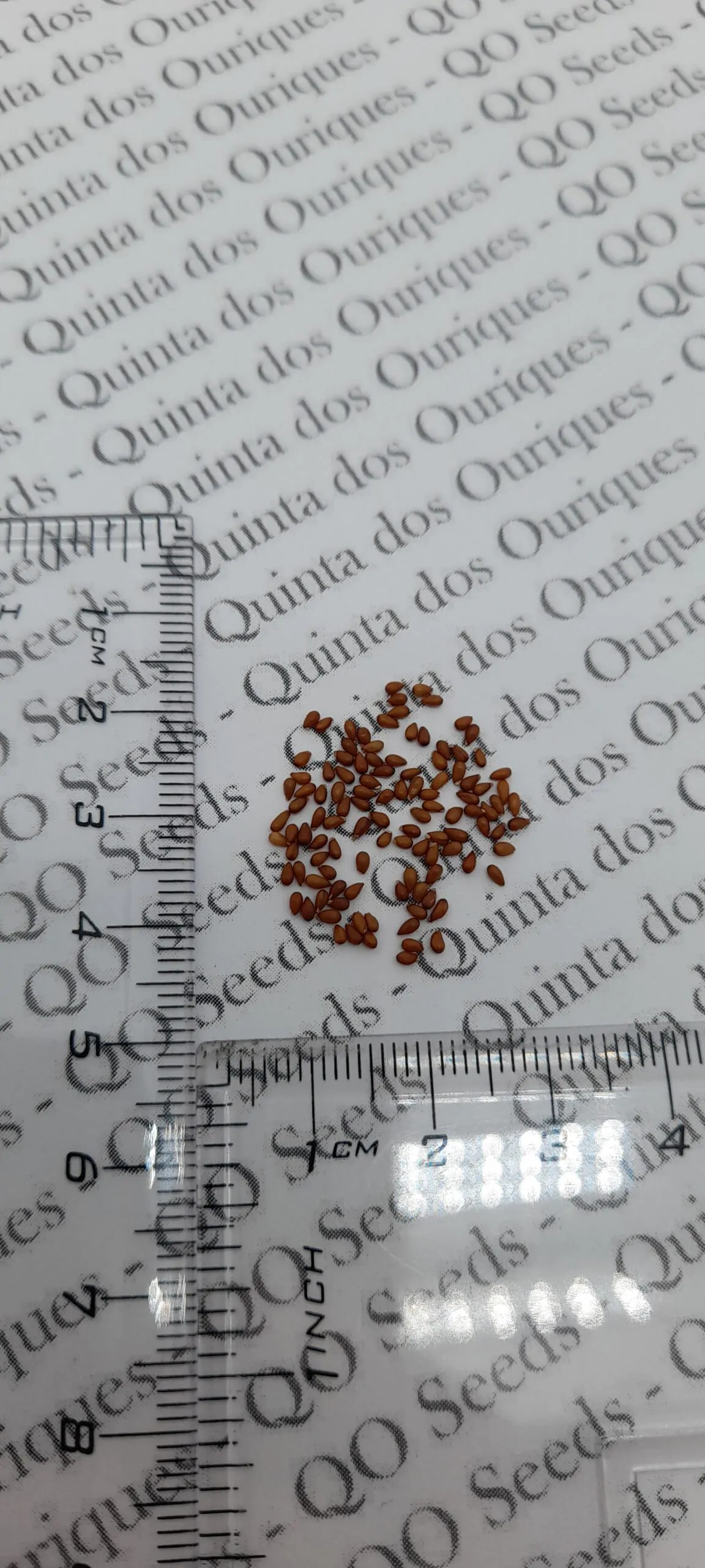 Viola x Wittrockiana ‘Clear Crystals Black’ - Perfect Love Black Crystals, Black Perfect Love - Image 9