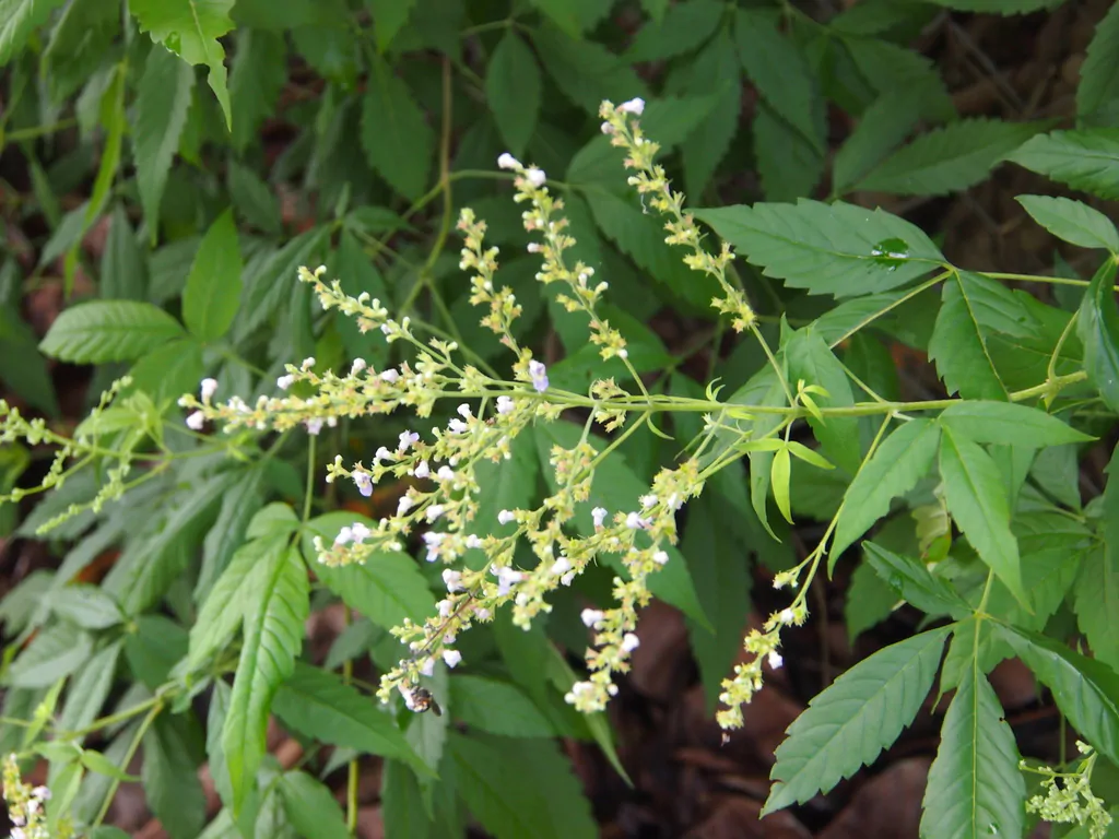 Vitex negundo - Chinese Chast Tree, Nirgundi, Five-leaved Chaste Tree, Horseshoe Vitex, Lagundi