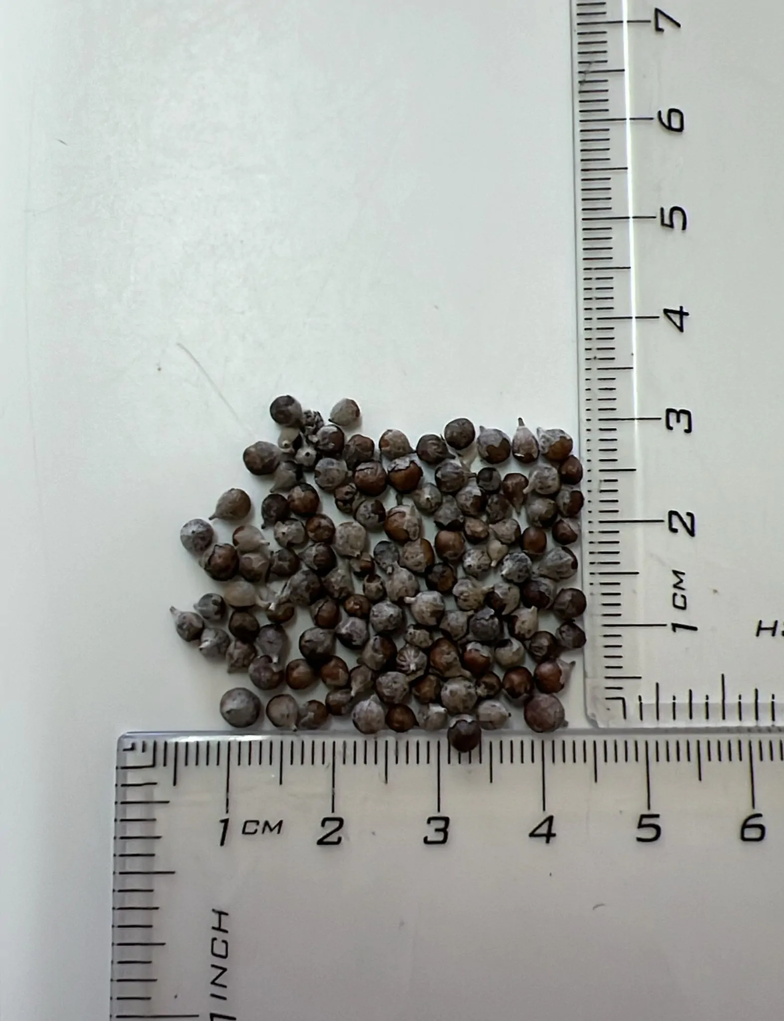 Vitex negundo - Chinese Chast Tree, Nirgundi, Five-leaved Chaste Tree, Horseshoe Vitex, Lagundi - Image 4