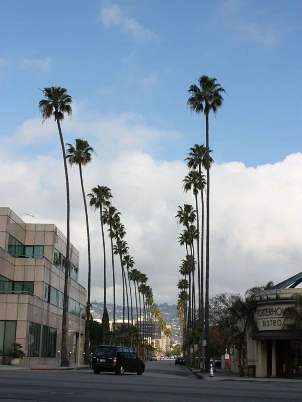 Washingtonia robusta - Sonora, Mexican Fan palm, Mexican Washingtonia, Skyduster - Image 3